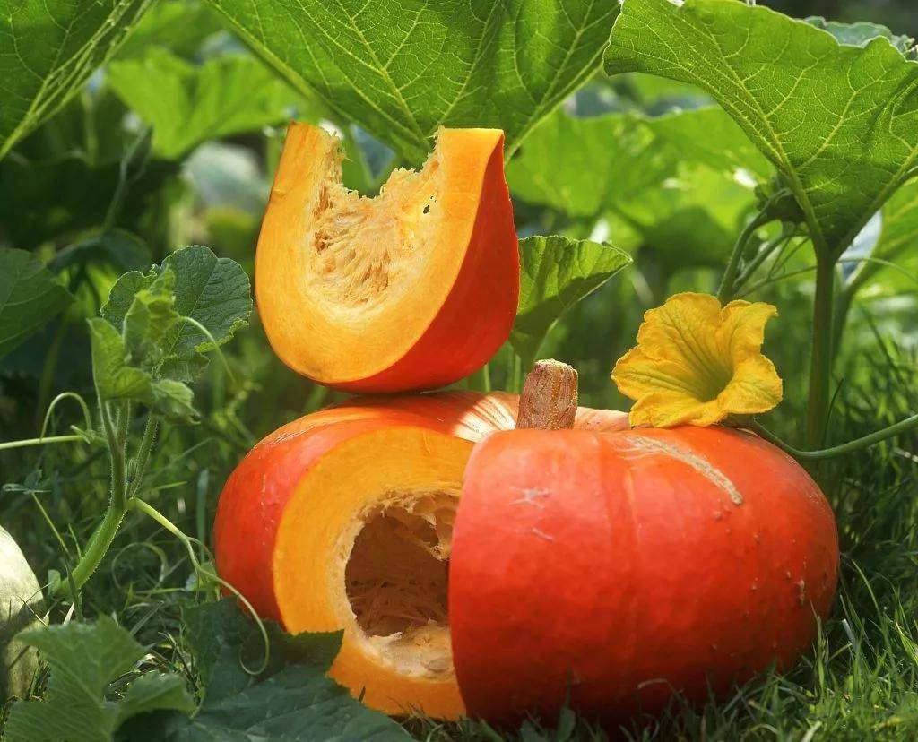 养肝护肝就挑这七种蔬菜,不仅健康,也很便宜!