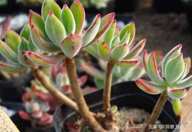 多肉怎么浇水浇透 88f15618469e4ac49f869ddb5dad58ee.jpeg