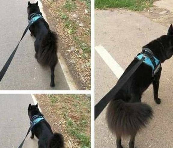 黑色|为什么都说养黑狗好,这5个好处不是人人都能体会到的!