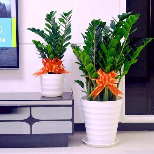 怎么养金钱树长得最快 8dfcabac8c7f49a3bbbcbb229cf3d369.jpeg