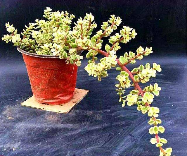 怎么养金枝玉叶才能出锦 a0f88c7981374094a79d93a758fe8478.jpeg