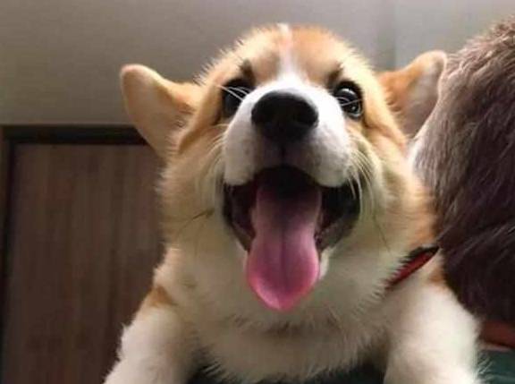 因为柯基沉迷拆家致敬二哈,铲屎官愁白头发,学会这三招让狗狗变乖巧