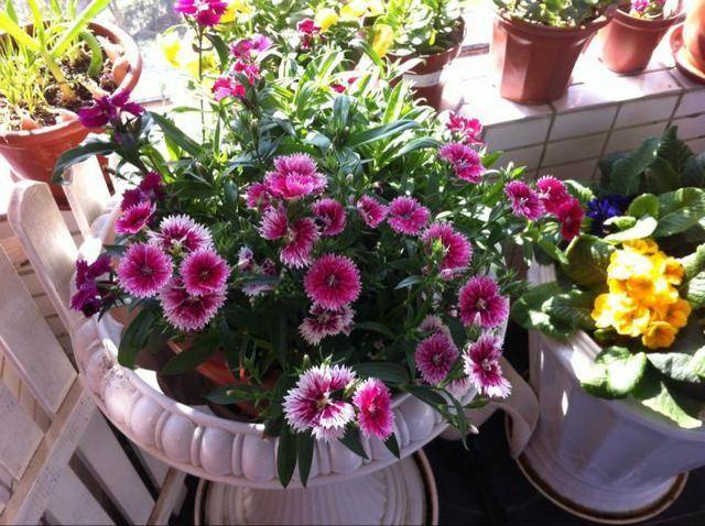 随便花 b18c8b1aafc34c23bd04e253e103a08f.jpeg