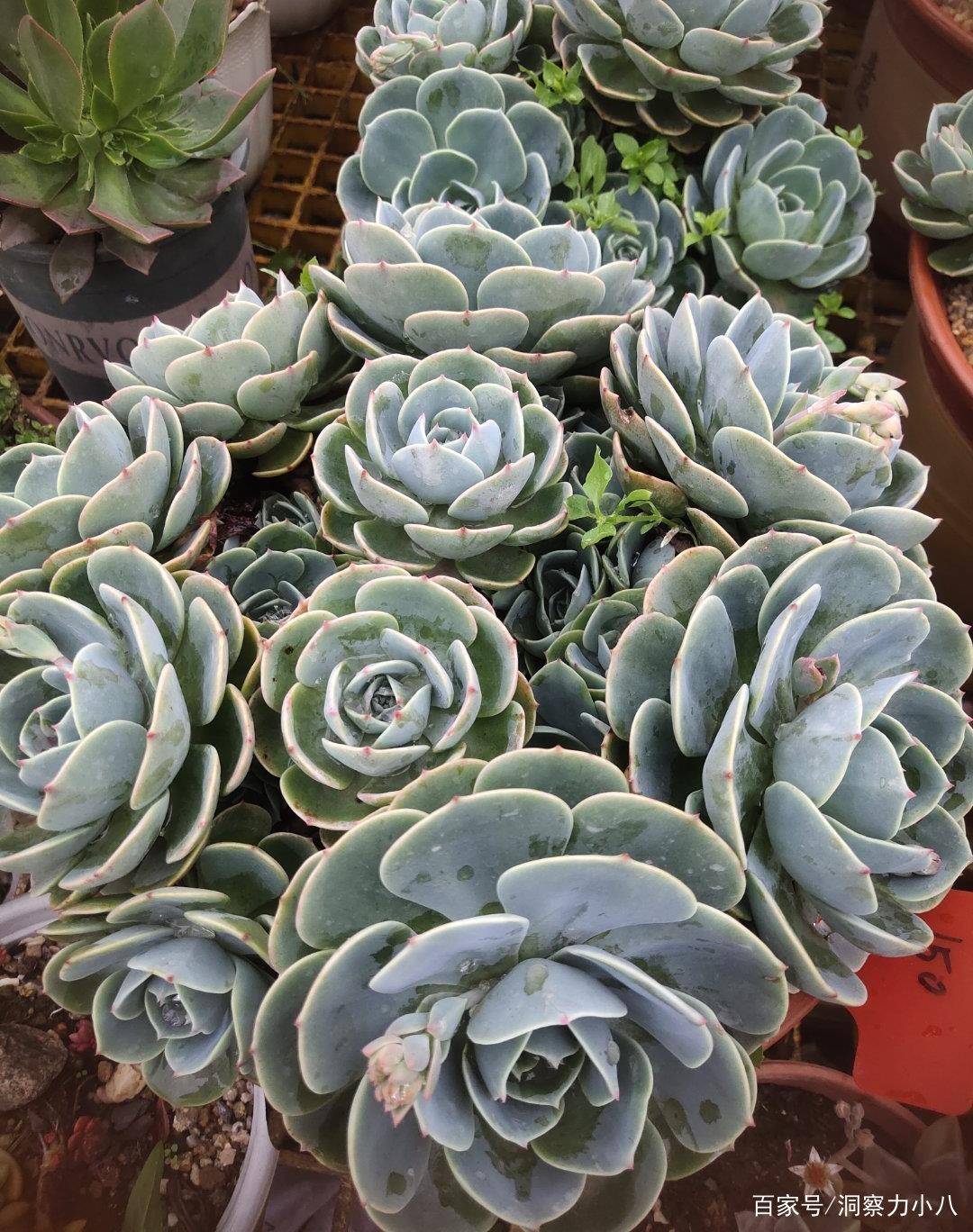 多肉玉蝶 夏必死 不妨虐着养 根系壮易爆崽 独苗长成巨无霸 叶片 全网搜 多肉玉蝶 夏必死 不妨虐着养 根系壮易爆崽 独苗长成巨无霸 叶片 全网搜