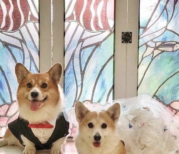 第三者柯基夫妻举行婚礼,场面唯美,度蜜月却出现第三者