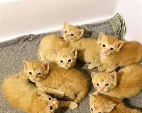 花100买了只橘猫,没多久就生了一窝猫,主人却哭晕:都是讨债的 花100买了只橘猫,没多久就生了一窝猫,主人却哭晕:都是讨债的