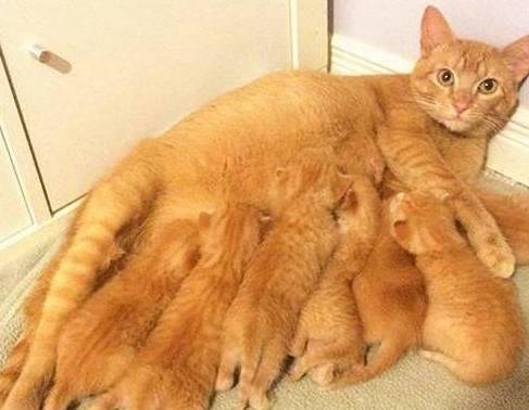 花100买了只橘猫,没多久就生了一窝猫,主人却哭晕:都是讨债的 花100买了只橘猫,没多久就生了一窝猫,主人却哭晕:都是讨债的