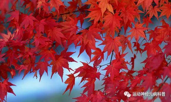 症状|渐冻症有什么典型表现?