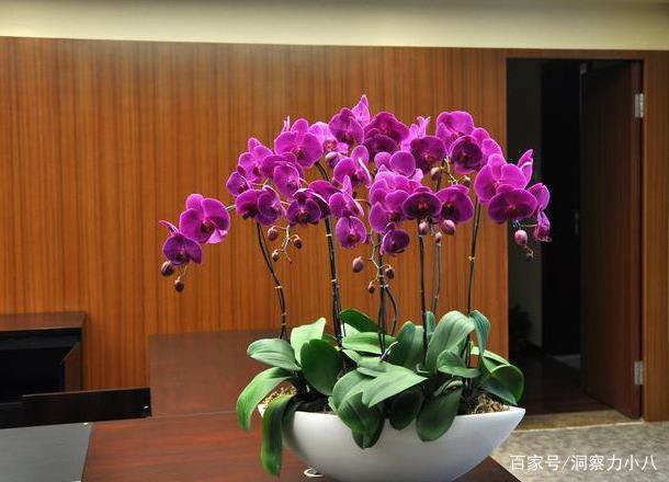 蝴蝶兰出现 三症状 赶紧给它翻盆 否则易烂根 下半年没花看 土壤 全网搜