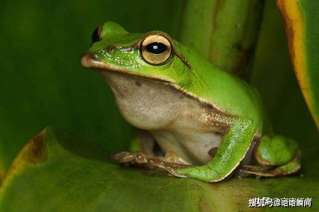 你知道青蛙是怎么喝水和呼吸的吗？_叫声