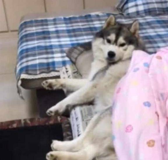 猫咪男子回家路上听到狗乱叫,以为有人偷狗,结果一看画面太尴尬!