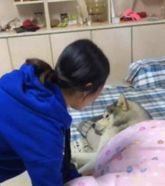 猫咪男子回家路上听到狗乱叫,以为有人偷狗,结果一看画面太尴尬!