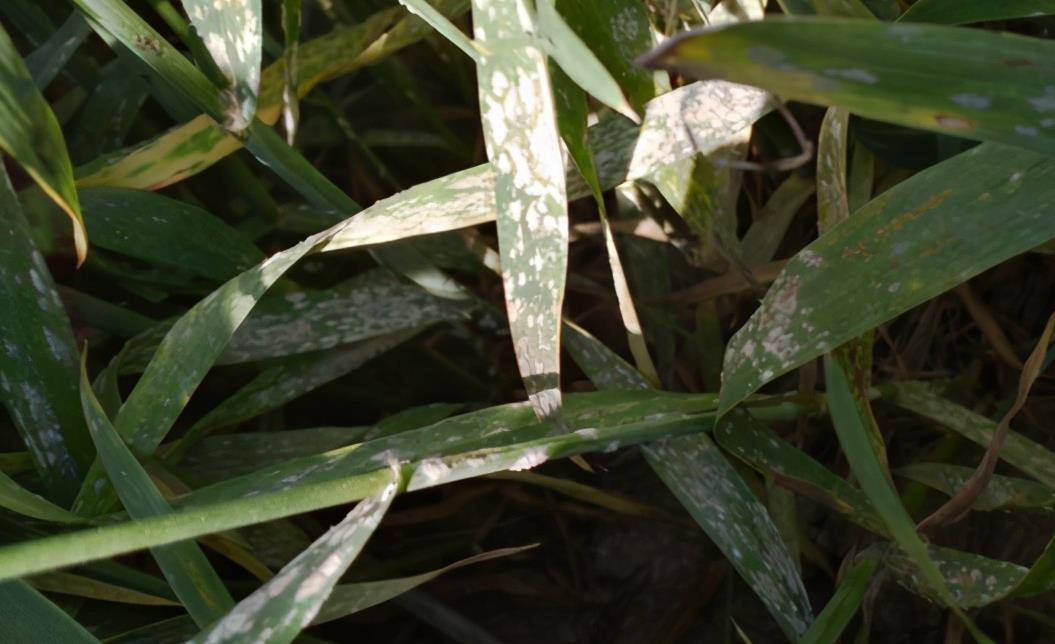 小麦白粉病发生严重最佳防治药剂推荐