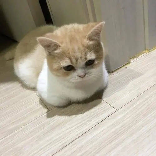 瑞萌|猫零食中最有营养的冻干怎么选,口碑冻干推荐