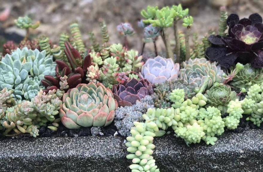 玉缀多肉怎么浇水 77b39ac9fed8408f92c81bacfe2319b7.jpeg