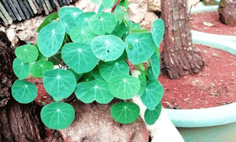 长得像 乌龟 人称 浪子回头 是药材可盆栽 能大量种植 金不换