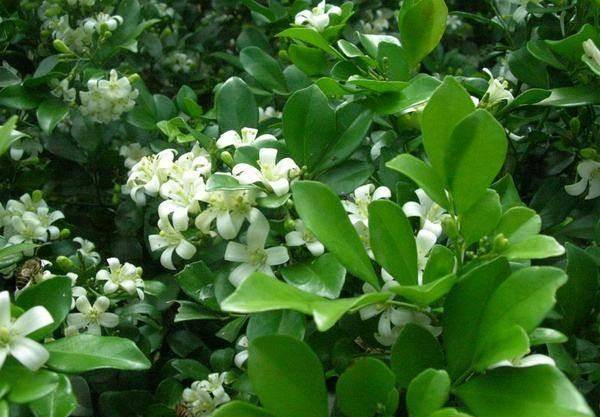 夜来香怎么养开花多 掌握这个小技巧让夜来香花开满盆 养殖