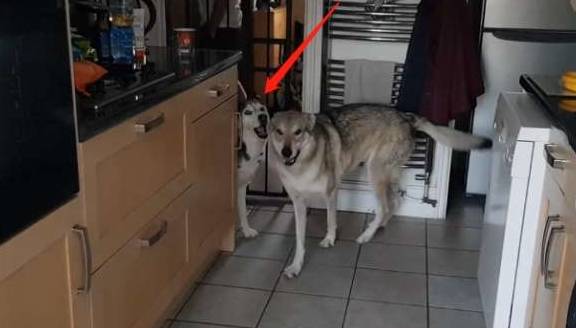 因为二哈隔着围栏跟狼犬“吵架”，结果围栏打开后，二哈却想跑