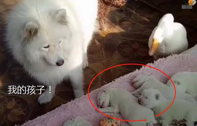 大白狗生了6只崽 全被大鹅抢走 狗妈只能认栽 真的惹不起呀 萨摩耶 新闻时间
