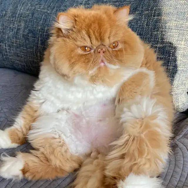 什么笑尿！网红加菲猫模样霸气又潦草，面包脸走出了十级飓风的样子？