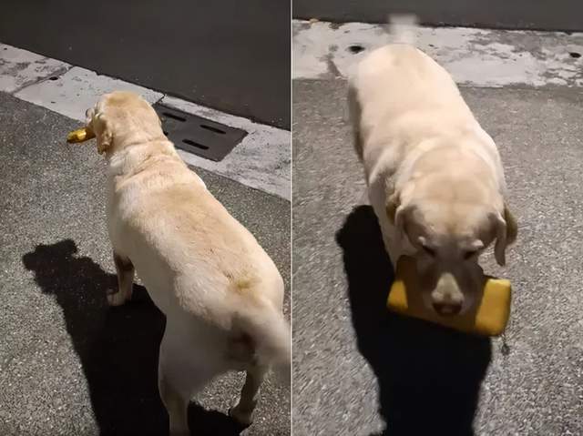 什么笑尿！网红加菲猫模样霸气又潦草，面包脸走出了十级飓风的样子？