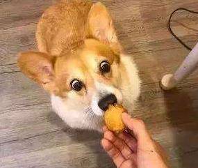 顿无养柯基犬，千万不要对它做这几件事，不利于它的健康！
