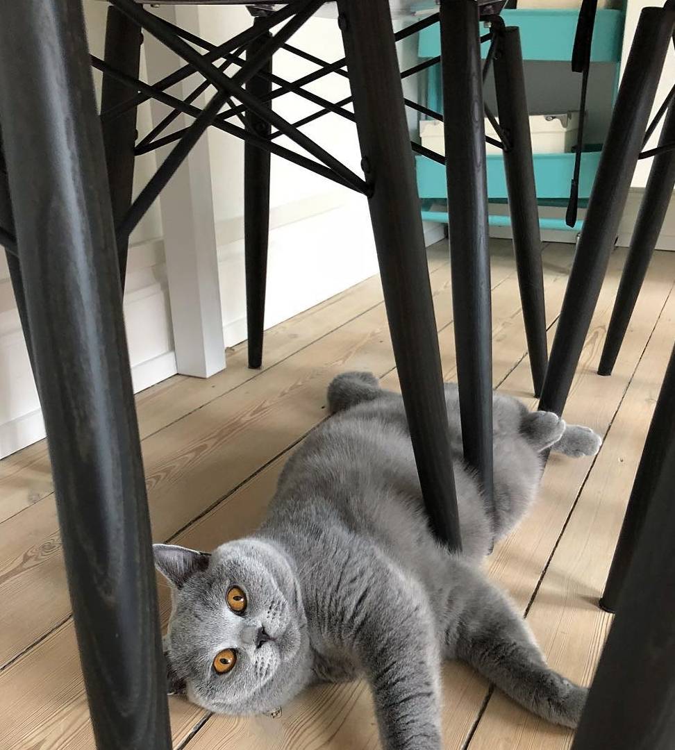 因为养猫一定要理性大于热情，因为未来十几年你都要面对这些麻烦事儿