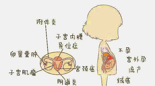 子宫|妇科病的“死对头”发现了，女性拿来当零食吃，子宫或越来越健康