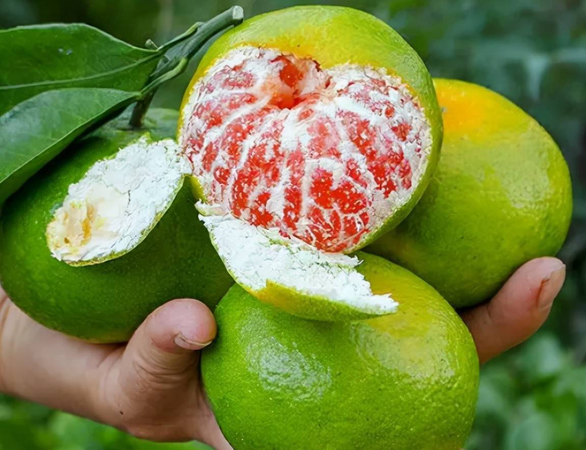 给大家分享一下挑选橘子的方法按照这些方法去挑不吃亏