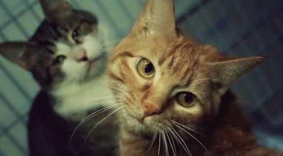 猫咪为什么狸花猫吃不胖呢？宠物猫却胖成狗，也许是没有注意这些细节