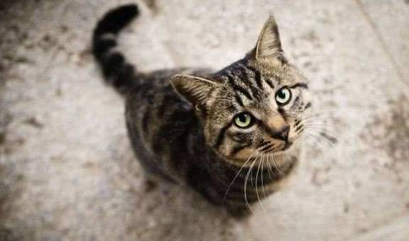 猫咪为什么狸花猫吃不胖呢？宠物猫却胖成狗，也许是没有注意这些细节