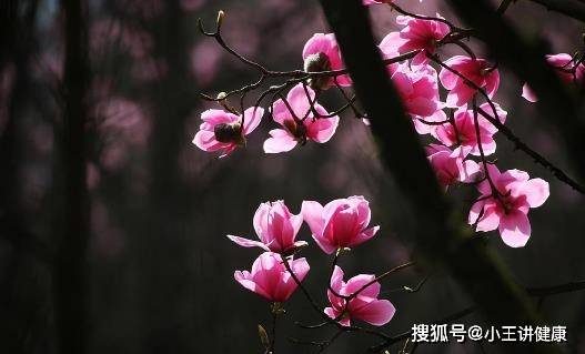 辛夷花有哪些功效 辛夷花有哪些作用 人体 辛夷花有哪些功效 辛夷花有哪些作用 人体