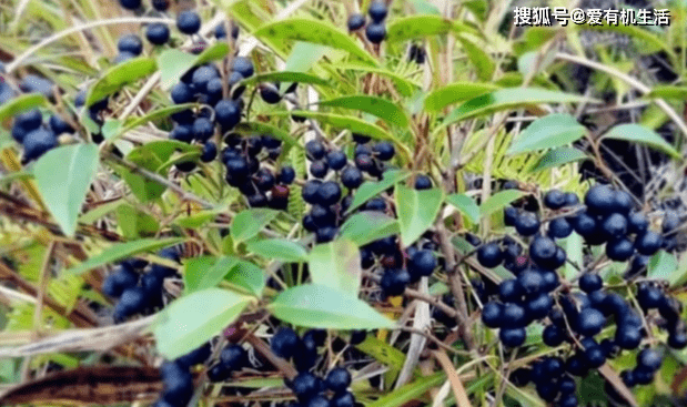 原創農村山上這野果秋季成熟一顆顆烏黑圓潤大如豌豆味道甘甜