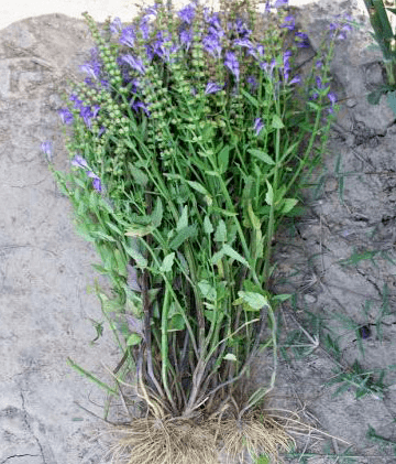 原创它便是韩信草长得像把牙刷野外虽不少遇到要珍惜别破坏