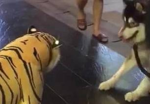 什么二哈被拖到“老虎”面前，小表情亮了，拉着主人就想往后跑，笑哭