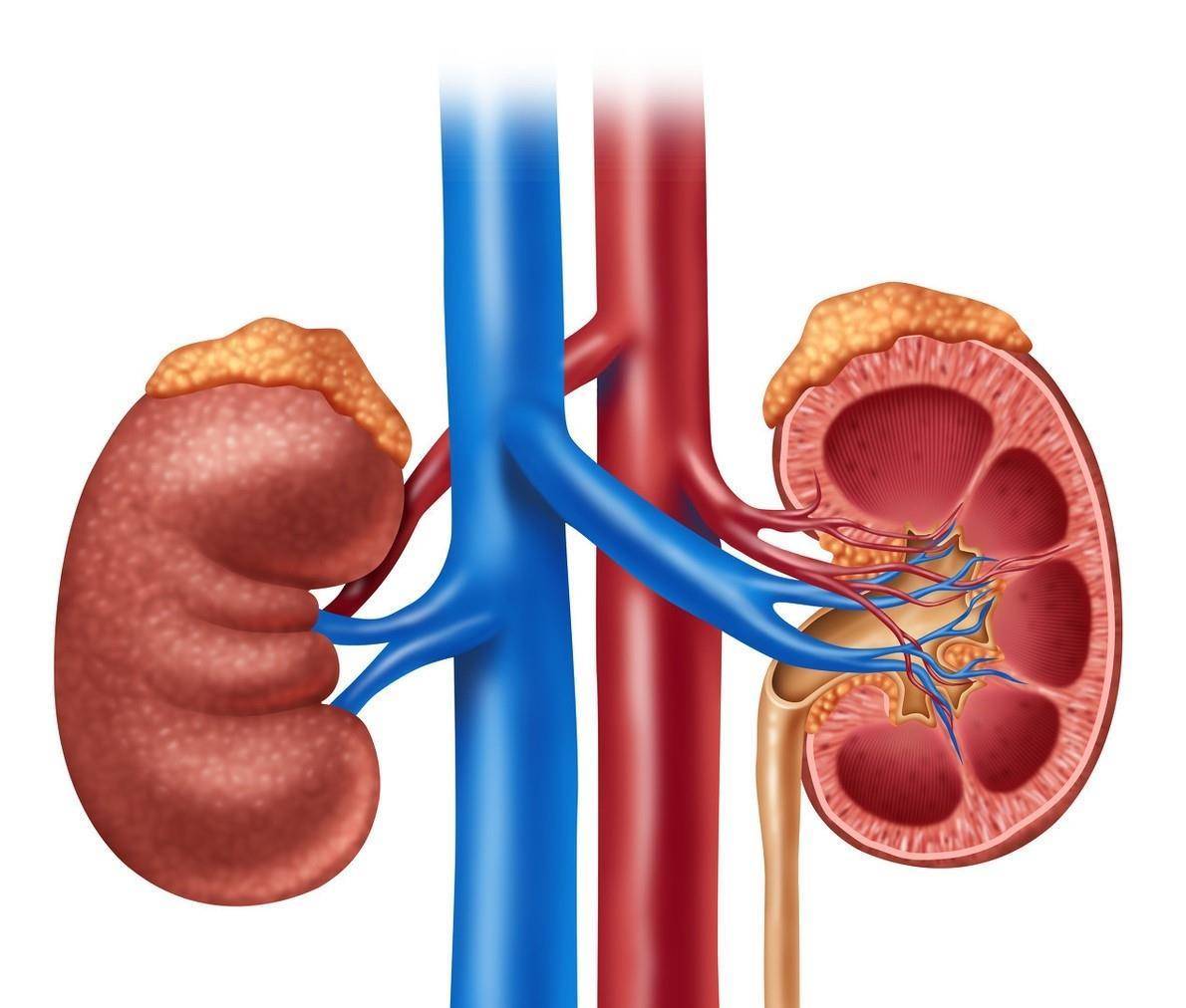 肾脏|从高血压到尿毒症究竟有多远？如何预防高血压带来的肾损伤