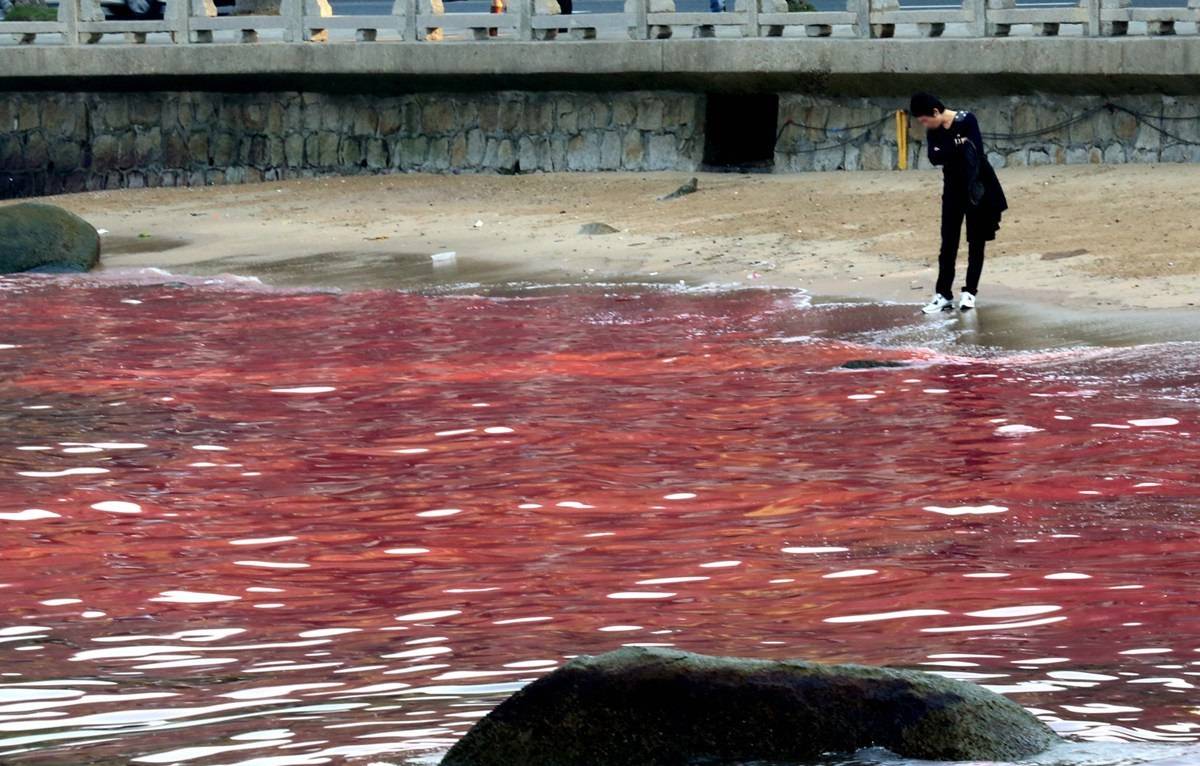 日本北海道爆发赤潮危机 跟辐射有关吗 对我国有没影响 海洋生物
