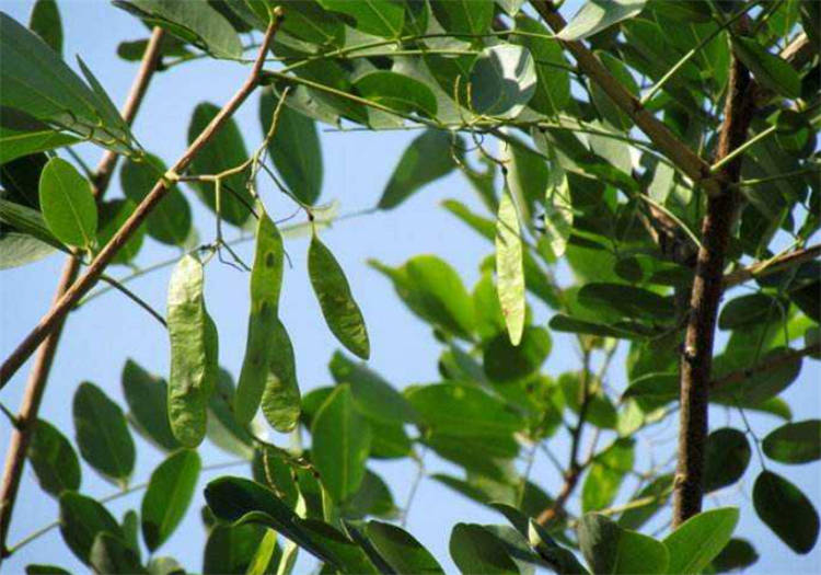 同是被称为檀木的树木质细密有香味在农村却当锄头柄用