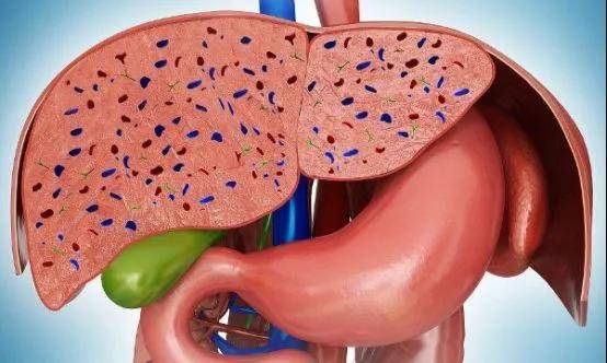 肝脾同调治疗杂病的核心理论