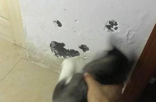 什么哈士奇不想拆家了，天天啃墙壁，墙都给啃出窟窿，网友：纯种二哈