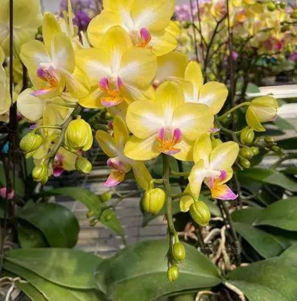 10月养蝴蝶兰 7天喷一次 促芽水 不断长新芽 花梗会更多 养护