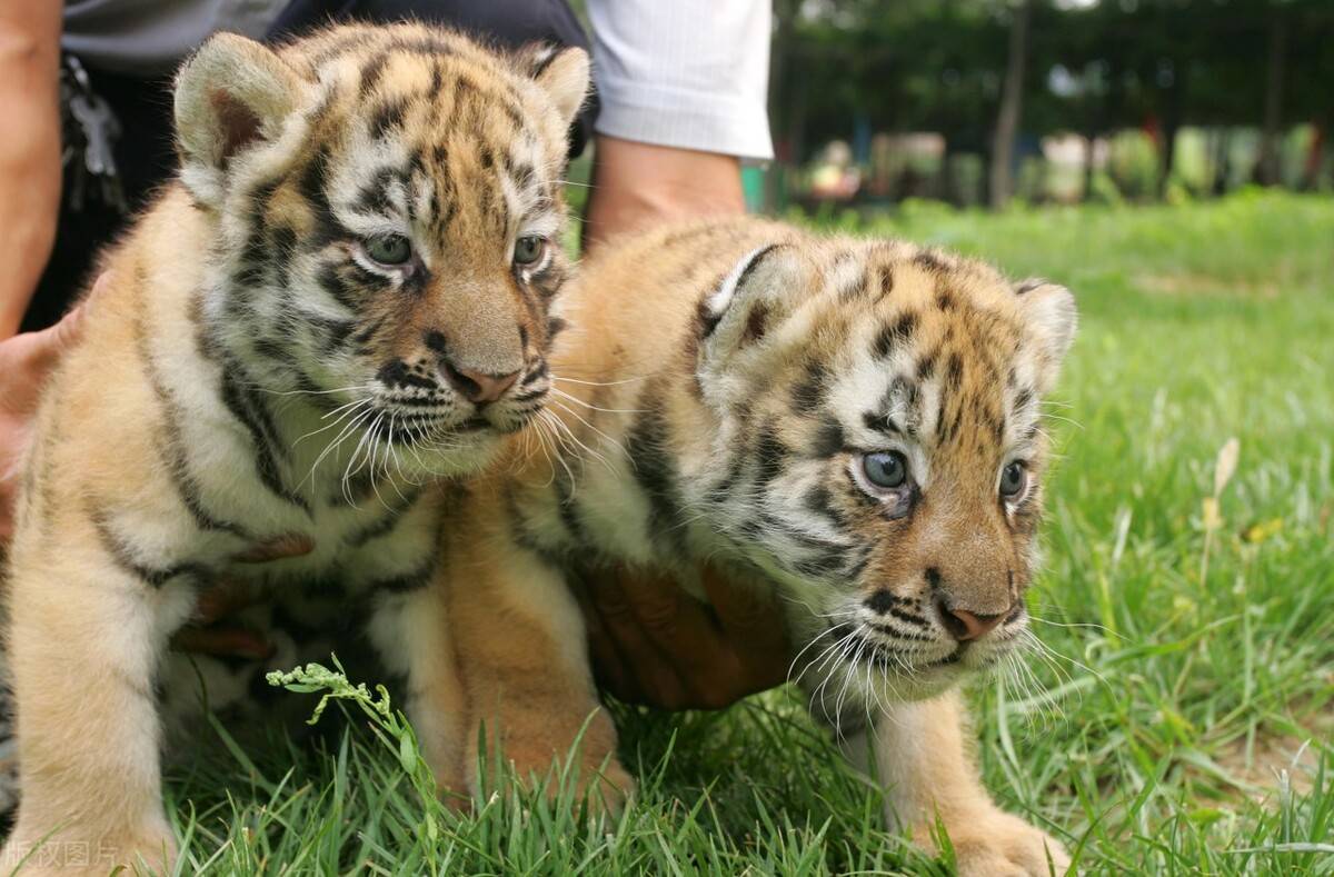 始建于明情缘缔结处国家一级保护动物这里是潍坊金宝乐园