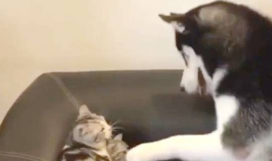 战斗力二哈打不过猫妈只好欺负小奶猫，结果被猫妈一巴掌打回原形