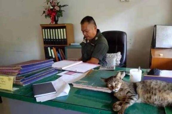 能力霸气猫主子明目张胆闯入警局，大喇喇躺办公桌睡觉，警官也很无奈