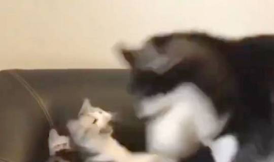 战斗力二哈打不过猫妈只好欺负小奶猫，结果被猫妈一巴掌打回原形