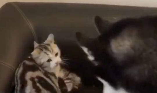 战斗力二哈打不过猫妈只好欺负小奶猫，结果被猫妈一巴掌打回原形