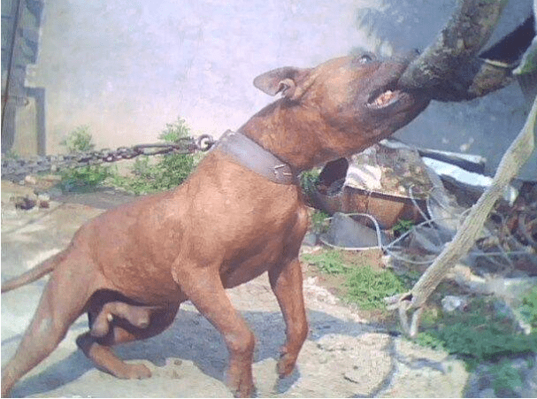 比特犬把哈士奇摁在街头暴揍 警察用电棍都没用 镜头记录全过程 狗狗 新闻时间