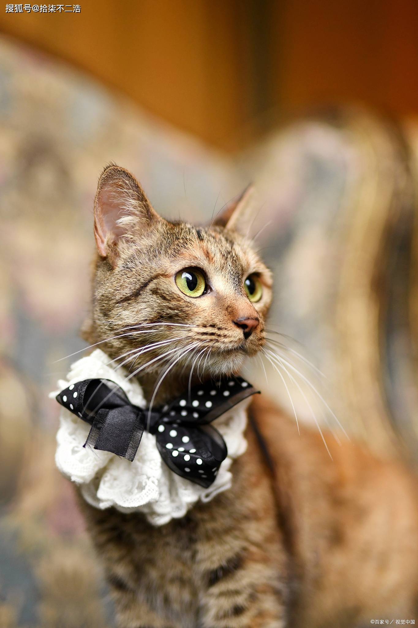 会用自己的舌头舔舐毛发,从而使得去除毛发里的污垢以及梳理的效果