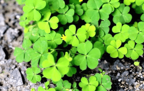 三叶草|农村一种野草“水晶萝卜”,若见到人采挖,别笑话:他可能是行家