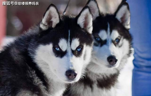 智商哈士奇还是看别人养更快乐